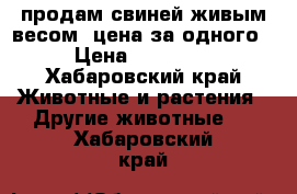 продам свиней живым весом  цена за одного › Цена ­ 10 000 - Хабаровский край Животные и растения » Другие животные   . Хабаровский край